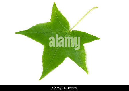 Vert feuille de Liquidambar styraciflua isolé sur fond blanc. Banque D'Images