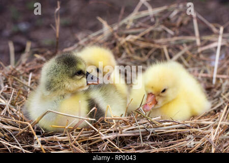 Trois petites branche de gosling dans nid de paille. Banque D'Images