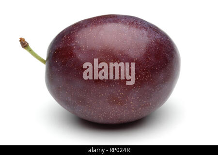 Seul Damson plum isolé sur fond blanc Banque D'Images