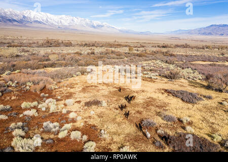 Les chevaux pâturage sur le désert près de la ville de Lone Pine. Vue de la montagnes couvertes de neige. Vue aérienne. California USA Banque D'Images