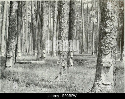 . American Forestry. Les forêts et la foresterie. Les UTILISATIONS COMMERCIALES DE PIN DES MARAIS 901. Coltrtcsy Assoeiiitiun du pin du sud. Arbres de pin des marais exploités pour TIIICIK "GUM" des milliers d'acres de ces arbres sont entaillés de cette manière chaque année pour leur "GUM", (oléo-résine) à partir de laquelle la résine et la térébenthine sont dérivées. Les anciennes méthodes de tapping a entraîné ni tuer un grand nombre d'arbres dans quelques années mais le moderne et l'amélioration des méthodes ne sont pas aussi liarmtul. Anciennement le "gum" ont été recueillis dans les trous ou les boîtes de la base des arbres. Tasse maintenant systèmes sont utilisés, celui que je Banque D'Images