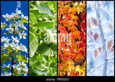 Collage de quatre images représentant chaque Saison : Printemps, été, automne et hiver. Banque D'Images
