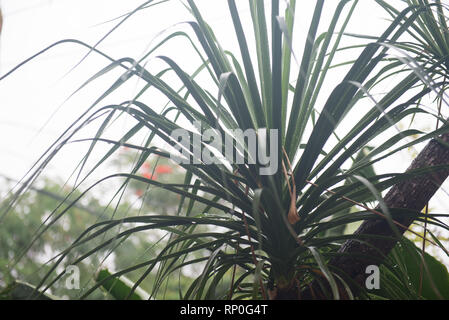 Feuilles de plantes tropicales avec des gouttes de la pluie, ou la rosée sur elle. La nature tropicale dans un jour de pluie. Banque D'Images