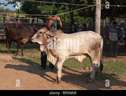 Zébu, Bos primigenius indicus ou Bos indicus ou Bos taurus indicus, connu comme indicine ou bovins Bovins bosse, marché des animaux en Thailande Banque D'Images
