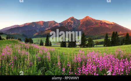 Panorama de montagne de beauté avec des fleurs - Belianske Tatry Banque D'Images