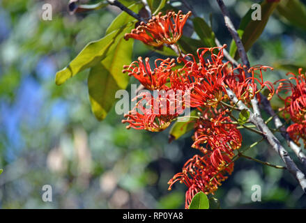 Fleurs orange rouge vif de l'arbre australiennes indigènes Firewheel Stenocarpus sinuatus, famille des Proteaceae. Endémique à la forêt subtropicale tropicale Banque D'Images