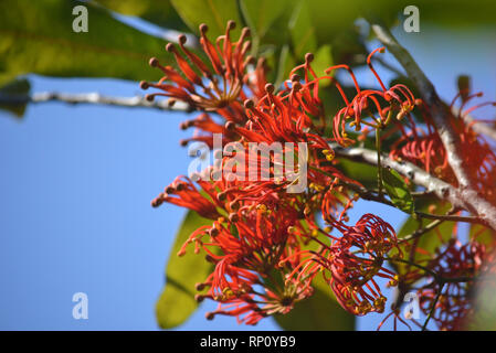 Fleurs orange rouge vif de l'arbre australiennes indigènes Firewheel Stenocarpus sinuatus, famille des Proteaceae. Endémique à la forêt subtropicale tropicale Banque D'Images