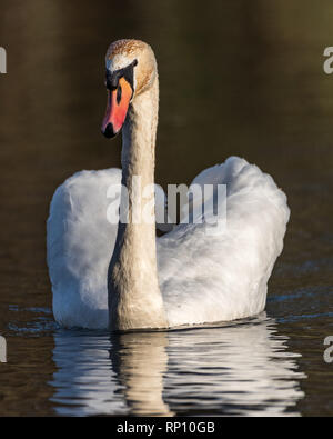 Close-up of a White Swan nager vers l'appareil photo sur le lac. Banque D'Images