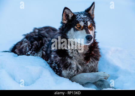 Un Husky sibérien adulte est patiemment assis dans la neige. Banque D'Images