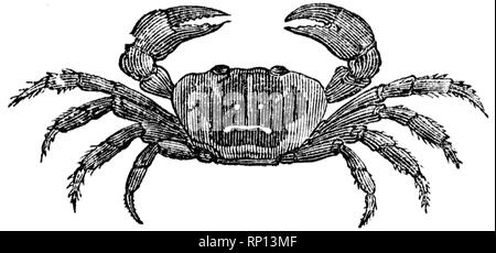 Couper du bois gravé, illustration tirée de "Le Trésor de l'Histoire Naturelle" par Samuel Maunder, publié 1848 Banque D'Images