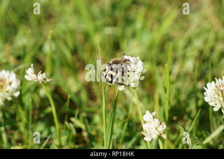 Bumblebee wannabe bug assis sur une fleur de trèfle blanc Banque D'Images