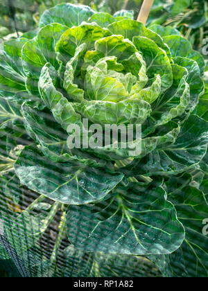 «SPROUT TOPS» la tête de chou d'une plante d'allotissement de choux de Bruxelles derrière des filets antiparasites d'enviromesh. Les hauts de sprout sont maintenant reconnus en leur propre chef, ayant de riches réserves de deux vitamines en particulier : la vitamine K anti-inflammatoire, qui comme le calcium, contribue à la densité osseuse et la vitamine C, qui contribue à renforcer le système immunitaire – un vrai gagnant en particulier en hiver. Le germe de Bruxelles est membre du groupe de choux Gemmifera (Brassica oleracea), cultivé pour ses bourgeons comestibles. LES HAUTS DE SPROUT cuisent comme des cabages à foyer ouvert, déchiqueter et faire sauter, faire bouillir ou ajouter aux ragoûts. Banque D'Images