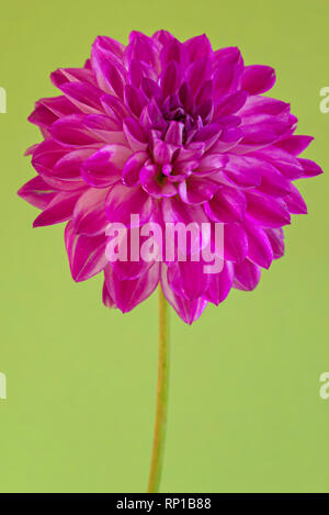 Image de la fleur dahlia sur fond violet Banque D'Images