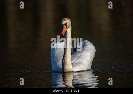 Close-up of a White Swan nager vers l'appareil photo sur le lac. Banque D'Images