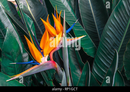 Bel Oiseau de Paradis (Strelitzia reginae) fleur avec des feuilles vertes en arrière-plan d'un jardin tropical Banque D'Images