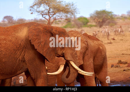 Vue de deux éléphants et zèbres floues en arrière-plan. Le parc national de Tsavo au Kenya, Afrique. Ciel bleu avec des nuages et de sable rouge. Banque D'Images