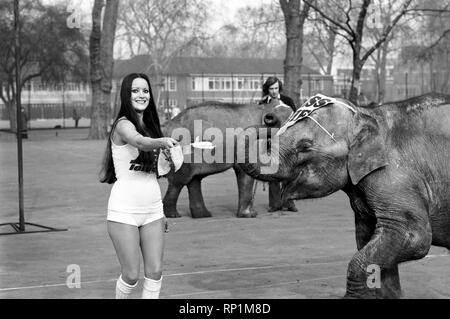 Contes étranges de Londres. Les reines de beauté (qui sera dans la course aux crêpes le mardi) et bébé éléphant Minoti - elle a cinq, mais pour un éléphant c'est un bébé. Février 1975 75-00776-006 Banque D'Images