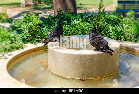 Les pigeons se baignent dans la fontaine chaude journée d'été. Banque D'Images