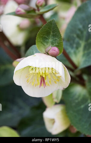 Helleborus 'Moondance' fleurs. Banque D'Images