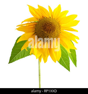 Fleur jaune tournesol avec feuille isolé sur fond blanc Banque D'Images