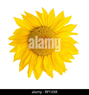 Capitule de Tournesol jaune isolé sur fond blanc Banque D'Images