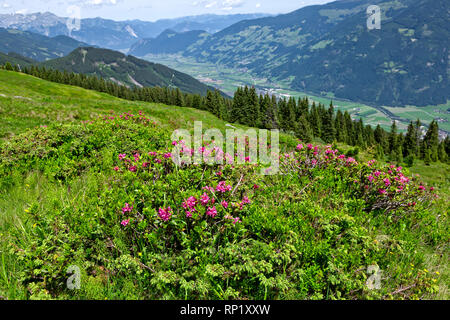 Paysage de montagne autrichienne avec roses alpines au premier plan. Vallée du Zillertal, Zillertal, Autriche, route alpine du Tyrol. Banque D'Images