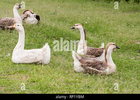 Troupeau d'oies à l'herbe de pâturage au printemps. Banque D'Images