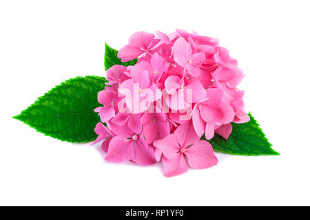 Hortensia rose avec fleurs feuilles vert isolé sur blanc. Fleurs d'hortensia ou hydrangea plante en close-up. Banque D'Images