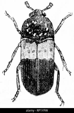 Couper du bois gravé, illustration tirée de "Le Trésor de l'Histoire Naturelle" par Samuel Maunder, publié 1848 Banque D'Images