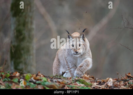 Femme Lynx Boréal (Lynx lynx), Estonie, Europe Banque D'Images