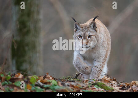 Femme Lynx Boréal (Lynx lynx), Estonie, Europe Banque D'Images