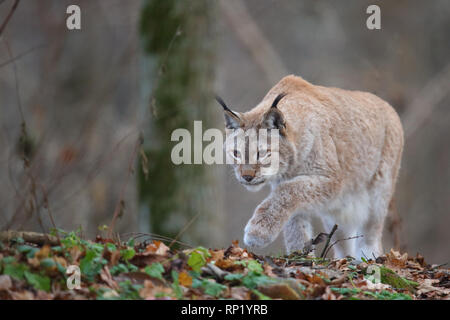 Femme Lynx Boréal (Lynx lynx), Estonie, Europe Banque D'Images