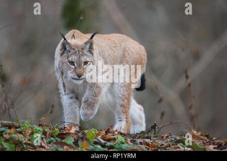 Femme Lynx Boréal (Lynx lynx), Estonie, Europe Banque D'Images