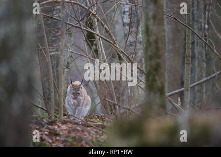 Femme Lynx Boréal (Lynx lynx), Estonie, Europe Banque D'Images