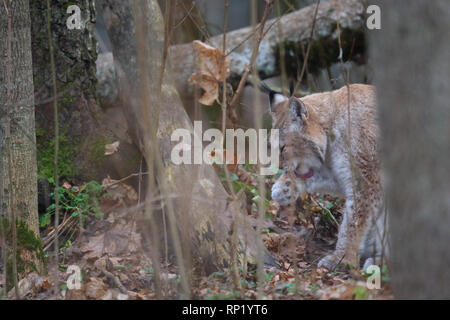 Femme Lynx Boréal (Lynx lynx), Estonie, Europe Banque D'Images