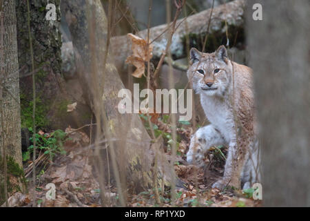 Femme Lynx Boréal (Lynx lynx), Estonie, Europe Banque D'Images