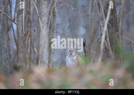 Femme Lynx Boréal (Lynx lynx), Estonie, Europe Banque D'Images