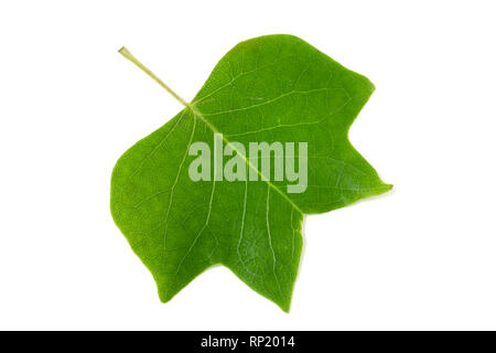 Une feuille de tulipier Liriodendron tulipifera isolé sur un fond blanc. Banque D'Images