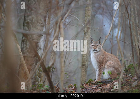 Femme Lynx Boréal (Lynx lynx), Estonie, Europe Banque D'Images