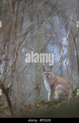 Femme Lynx Boréal (Lynx lynx), Estonie, Europe Banque D'Images