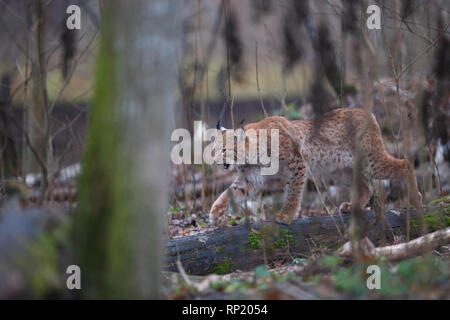 Femme Lynx Boréal (Lynx lynx), Estonie, Europe Banque D'Images