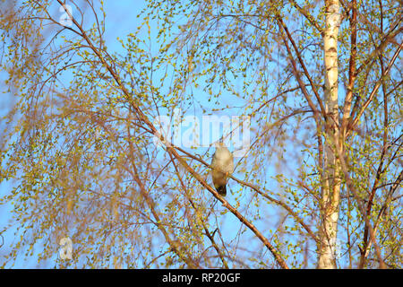 Cuckoo Cuculus canorus) (au printemps, en Europe Banque D'Images