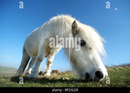 Eastbourne, East Sussex, UK. Feb 20, 2019. Poneys Exmoor pâturage sur prairies de craie au-dessus de l'emblématique des falaises de craie des sept Sœurs. L'hardy poneys aident à maintenir l'habitat rare en gardant l'herbe courte d'encourager les herbes rares et orchidées, vital pour la lutte contre les insectes et les numéros de papillon. Crédit : Peter Cripps/Alamy Live News Banque D'Images