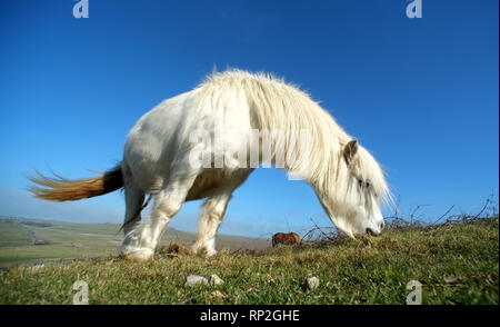 Eastbourne, East Sussex, UK. Feb 20, 2019. Poneys Exmoor pâturage sur prairies de craie au-dessus de l'emblématique des falaises de craie des sept Sœurs. L'hardy poneys aident à maintenir l'habitat rare en gardant l'herbe courte d'encourager les herbes rares et orchidées, vital pour la lutte contre les insectes et les numéros de papillon. Crédit : Peter Cripps/Alamy Live News Banque D'Images
