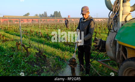 Rommani, Maroc. Feb 8, 2019. Les gens travaillent dans le vignoble de la société agricole ferme rouge à Rommani, Maroc, le 08 février 2019. La participation de l'entreprise agricole du Maroc à la première ferme rouge China International Expo d'importation (CIEE) commence à porter ses fruits. Son directeur général Mamoun Sayah Xinhua a dit qu'il reviendrait à la Chine à la fin de février choisir importateur exclusif pour ses vins de l'entreprise sur le marché chinois. Pour ALLER AVEC : winery marocain frappe sur la porte de l'immense marché Chinois Crédit : Chen Binjie/Xinhua/Alamy Live News Banque D'Images