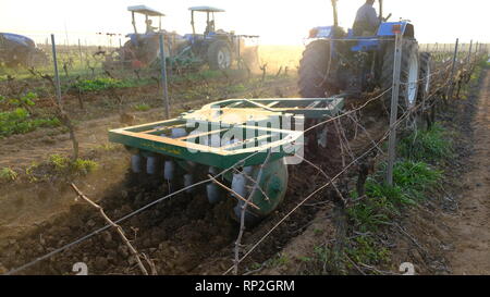 Rommani, Maroc. Feb 8, 2019. Les gens se tournent sur la terre au vignoble de la société agricole ferme rouge à Rommani, Maroc, le 08 février 2019. La participation de l'entreprise agricole du Maroc à la première ferme rouge China International Expo d'importation (CIEE) commence à porter ses fruits. Son directeur général Mamoun Sayah Xinhua a dit qu'il reviendrait à la Chine à la fin de février choisir importateur exclusif pour ses vins de l'entreprise sur le marché chinois. Pour ALLER AVEC : winery marocain frappe sur la porte de l'immense marché Chinois Crédit : Chen Binjie/Xinhua/Alamy Live News Banque D'Images