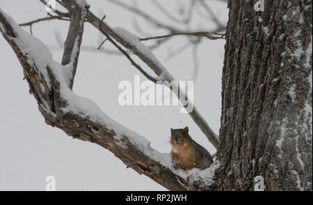 Bluemont, Virginia, USA. 20 févr. 2019 Un écureuil fox alimente le long de l'Église d'Ebenezer Road est couverte de neige près de Bluemont, Virginie. (Photo par Douglas Graham/WLP) Crédit : William Graham/Alamy Live News Banque D'Images