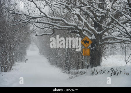 Virginia, USA. Feb 20, 2019. Des couvertures de neige : Schoolhouse Road près de Bluemont, Virginie. (Photo par Douglas Graham/WLP) Crédit : William Graham/Alamy Live News Banque D'Images