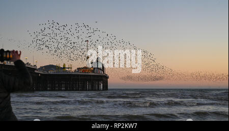 Brighton, UK. Feb 20, 2019. Les visiteurs et les observateurs d'admirer un magnifique starling murmuration sur Brighton Palace Pier ce soir au coucher du soleil comme beau temps devrait se poursuivre dans le sud au cours des prochains jours de crédit : Simon Dack/Alamy Live News Banque D'Images