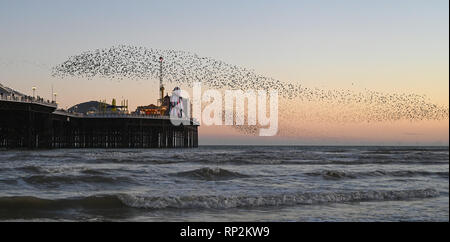 Brighton, UK. Feb 20, 2019. Les visiteurs et les observateurs d'admirer un magnifique starling murmuration sur Brighton Palace Pier ce soir au coucher du soleil comme beau temps devrait se poursuivre dans le sud au cours des prochains jours de crédit : Simon Dack/Alamy Live News Banque D'Images